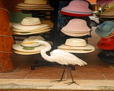 shopping montego bay tours